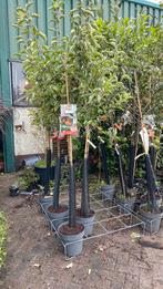 Halfstam appelbomen ‘elstar’, Tuin en Terras, Planten | Fruitbomen, Ophalen, Minder dan 100 cm