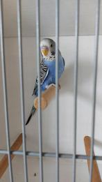 Te koop grasparkiet, Dieren en Toebehoren, Vogels | Parkieten en Papegaaien, Mannelijk, Parkiet, Tam