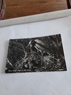 TEXEL. BLAUWENREIGER MET ZIJN JONGEN. 1960, Ophalen of Verzenden, 1940 tot 1960, Waddeneilanden