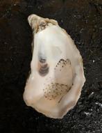 Vlinder oesters leuke oesters versierd met vlinders nieuw, Ophalen of Verzenden, Nieuw, Beeldje of Figuurtje
