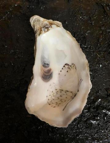 Vlinder oesters leuke oesters versierd met vlinders nieuw beschikbaar voor biedingen