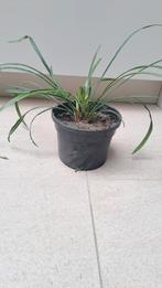 Liriope muscari (leliegras) en Acanthus planten/stekjes v.a, Ophalen, Zomer, Overige soorten, Halfschaduw