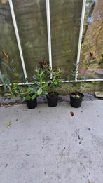 Photinia red robin glansmispel 40/60cm en 60/80 cm, Ophalen of Verzenden