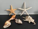 Schelpen en zeesterren, Verzamelen, Mineralen en Fossielen, Ophalen of Verzenden, Schelp(en)