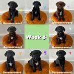 Labrador x Friese Stabij puppies, Dieren en Toebehoren, CDV (hondenziekte), Particulier, Meerdere, 8 tot 15 weken