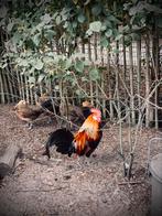 4 kippen en een haan, Dieren en Toebehoren, Pluimvee, Meerdere dieren, Kip