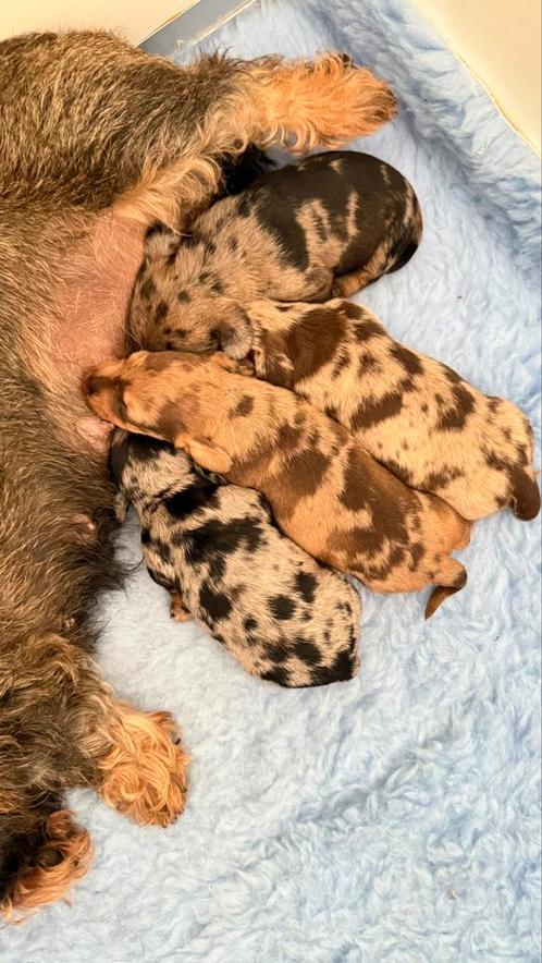 Ruwhaar teckel pups met stamboom, Dieren en Toebehoren, Honden | Teckels en Dashonden, Meerdere dieren, Ruwhaar, Dwerg, Particulier