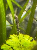Jonge Ancistrus (algen eter), Ophalen
