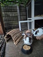 2 konijnen incl buitenhok en accesoires., Ophalen, 110 cm of meer, Hok, 90 cm of meer