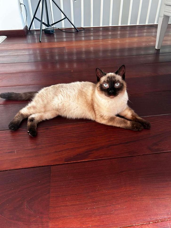 Siamese kitten van 6 maanden met blauwe ogen, Dieren en Toebehoren, Katten en Kittens | Raskatten | Korthaar, 0 tot 2 jaar, Gechipt