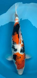 Prachtige showa, kweker Ogata, sansai, 50 cm, Dieren en Toebehoren, Vissen | Vijvervissen, Karper of Koi