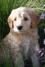 Labradoodle pups, CDV (hondenziekte), 8 tot 15 weken, Meerdere, Meerdere dieren