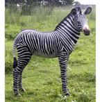 Zebra Veulen beeld - Hoogte 110 cm, Ophalen, Nieuw, Overige soorten, Overige typen