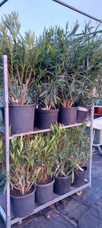 Oleander planten 80/100 cm diverse kleuren., Tuin en Terras, Planten | Tuinplanten, Zomer, Overige soorten, Ophalen, Volle zon