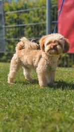 Mini Shih-poo dekreu 3 kilo, Dieren en Toebehoren, Honden | Dekreuen, Reu, 1 tot 2 jaar, Eén hond, Nederland