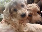 ♥️ Beeldschone lieve 2/3 MEDIUM Australian labradoodle pups, Dieren en Toebehoren, Honden | Retrievers, Spaniëls en Waterhonden