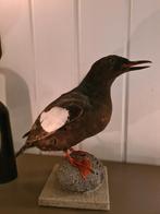Opgezette zwarten zeekoet, zomerdek, zomer, vogel, taxidermy, Ophalen of Verzenden, Zo goed als nieuw, Vogel, Opgezet dier