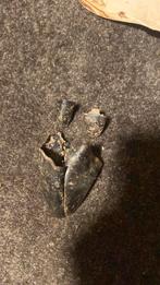 Schedel edelhert hinde met voortanden hoeven en onderkaken., Verzamelen, Verzenden, Zo goed als nieuw, Hert, Schedel