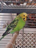 Grasparkiet pop, Dieren en Toebehoren, Vrouwelijk, Parkiet