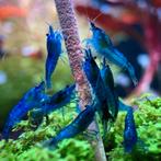 Blauwe garnalen, Kreeft, Krab of Garnaal