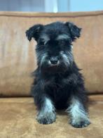 Dwergschnauzer reutje, Dieren en Toebehoren, Honden | Niet-rashonden, Reu, 8 tot 15 weken, Eén hond, Klein