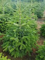 Te Koop Kerstbomen Nordmann. Picea omorika, Ophalen, Halfschaduw, Overige soorten