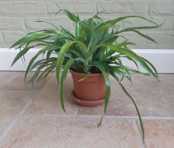 Aparte Kamerplant  beschikbaar voor biedingen