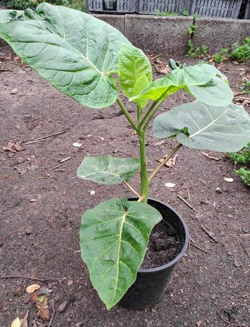 Tamarillo of boomtomaat, biologisch beschikbaar voor biedingen