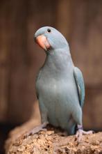 Jonge Halsbandparkieten | Div. Kleuren | Handtam, Dieren en Toebehoren, Meerdere dieren, Parkiet, Pratend