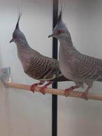 1-1 Australische kuifduif, Meerdere dieren, Tropenvogel, Geringd