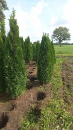 Mooie grote haagconiferen thuja smaragd 175-200-225 cm, Ophalen, Conifeer, 100 tot 250 cm