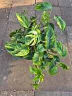 Epipremnum pinnatum Cintho Goldfinger XXL Moederplant p24 (1