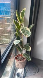 Ficus Tineke pinkish green – 110cm, Ophalen of Verzenden, Ficus