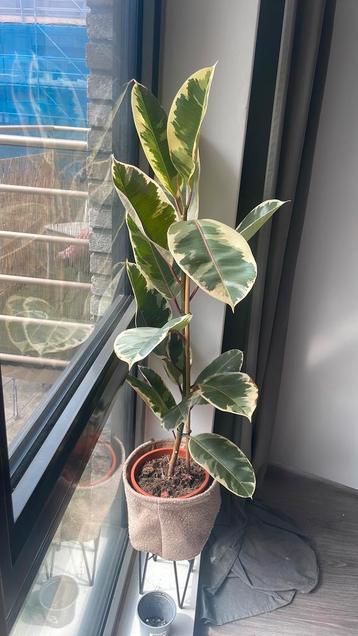 Ficus Tineke pinkish green – 110cm beschikbaar voor biedingen