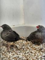 Mooi koppel patrijsastrildes + losse man, Dieren en Toebehoren, Vogels | Overige Vogels, Meerdere dieren, Tropenvogel, Geringd