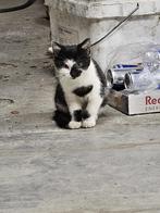 Kittens, Poes, 0 tot 2 jaar