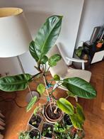 Philodendron kamerplant, Overige soorten, Minder dan 100 cm, Halfschaduw, In pot