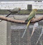 Koppel halsbandparkieten, Meerdere dieren, Parkiet
