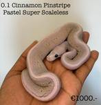 0.1 Cinnamon Pinstripe Pastel Super Scaleless NK24, Slang