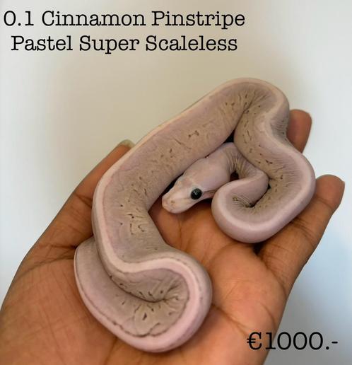 0.1 Cinnamon Pinstripe Pastel Super Scaleless NK24, Dieren en Toebehoren, Reptielen en Amfibieën, Slang
