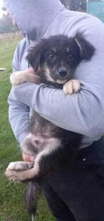 Texas – klein bang hartje zoekt veiligheid, Particulier, Rabiës (hondsdolheid), 15 weken tot 1 jaar, Reu