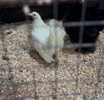 Serama kip/ Hen, Dieren en Toebehoren, Pluimvee, Vrouwelijk, Kip