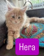 Mainecoon kittens, Dieren en Toebehoren, Katten en Kittens | Raskatten | Langhaar, Poes, Gechipt
