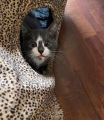 Prachtige kittem, Dieren en Toebehoren, Kater