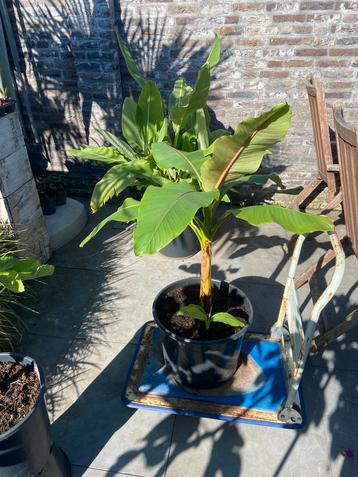 Zeer mooie musa basjoo tuinbananen boom met  pup beschikbaar voor biedingen