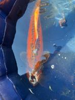 Mizuho ogon Japanse koi, Karper of Koi