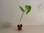 Monstera stekje / zaailing 5, Ophalen, Overige soorten, Halfschaduw, Minder dan 100 cm