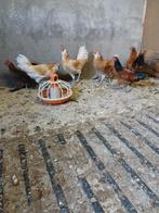 kriel hanen, Dieren en Toebehoren, Pluimvee, Mannelijk, Kip