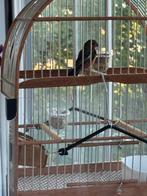 Rowtie repman, Mannelijk, Tropenvogel