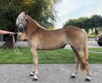 haflinger merrie, Dieren en Toebehoren, Pony's, Merrie, Onbeleerd, Recreatiepony, D pony (1.37m tot 1.48m)
